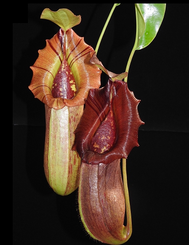 BE-3752c-represenative-pitchers Nepenthes burkei x robcantleyi BE 3752