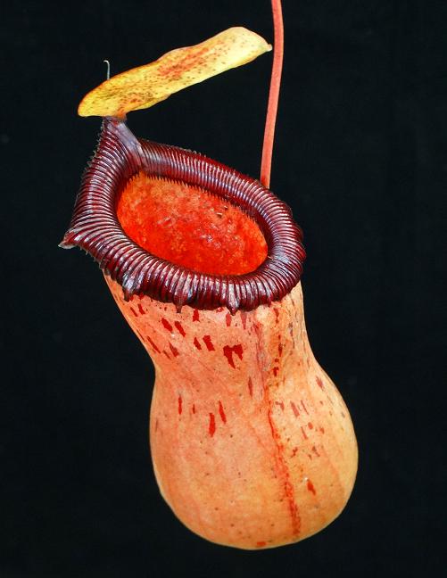 Nepenthes ventricosa x sibuyanensis BE 3757 – Bergen Water Gardens
