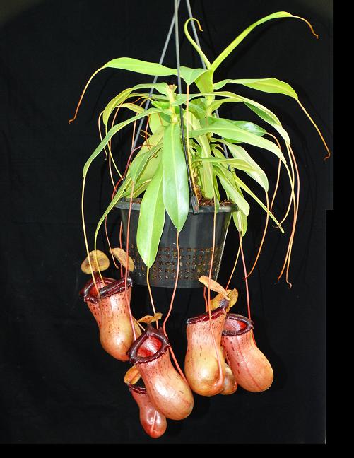 Nepenthes ventricosa x sibuyanensis BE 3757 – Bergen Water Gardens
