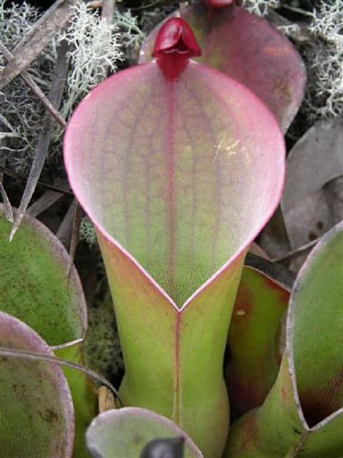 BE-3833a-unknown-location Heliamphora heterodoxa BE 3833 BE-3833a-unknown-location Heliamphora heterodoxa BE 3833