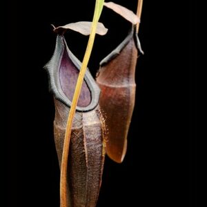 BE-3897a-lower-pitchers-300x300 Nepenthes inermis x bongso BE 3897