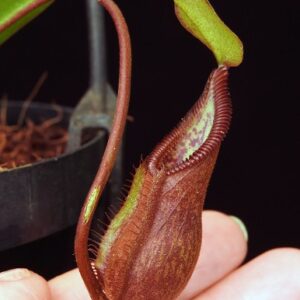 BE-3900a-pitcher-on-juvenile-plant-300x300 Nepenthes singalana x diabolica BE 3900