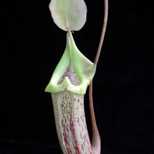 BE-3946a-intermediate-pitcher-300x300 Nepenthes platychila x robcantleyi BE3946