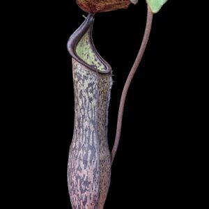 BE-3957a-representative-pitcher-300x300 Nepenthes ramispina x vogelii BE 3957