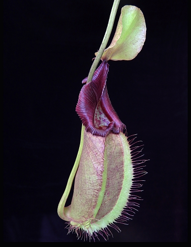 BE-3996c-intermediate-pitcher Nepenthes robcantleyi x ovata BE 3996