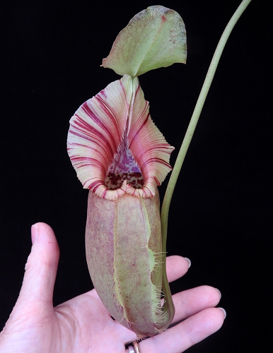 BE-3996d-newly-opened-intermediate-pitcher Nepenthes robcantleyi x ovata BE 3996