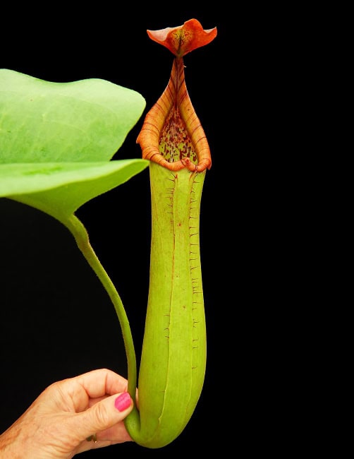 Nepenthes truncata BE 4001 – Bergen Water Gardens, Lotus