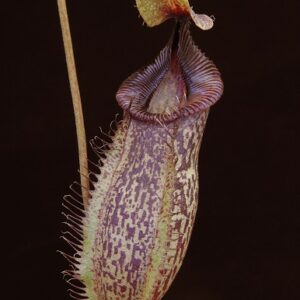 BE-4003d-representative-pitcher-300x300 Nepenthes talangensis x hamata BE 4003