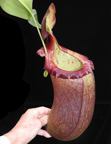 BE-4031a-representative-pitcher Nepenthes (ventricosa x sibuyanensis) x robcantleyi BE 4031