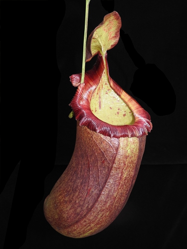 BE-4031b-representative-pitcher Nepenthes (ventricosa x sibuyanensis) x robcantleyi BE 4031