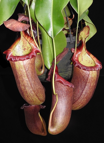 BE-4031c-representative-plant-in-30cm-12in-pot Nepenthes (ventricosa x sibuyanensis) x robcantleyi BE 4031