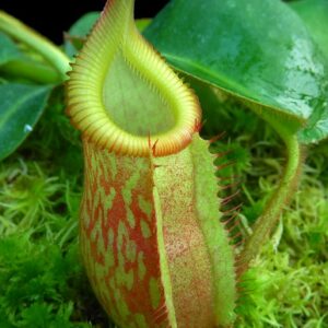 BE-4045g-juvenile-pitcher-of-one-clone-300x300 Nepenthes villosa x veitchii BE 4045