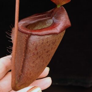 BE-4052a-representative-pitcher-300x300 Nepenthes rajah x tenuis BE 4052