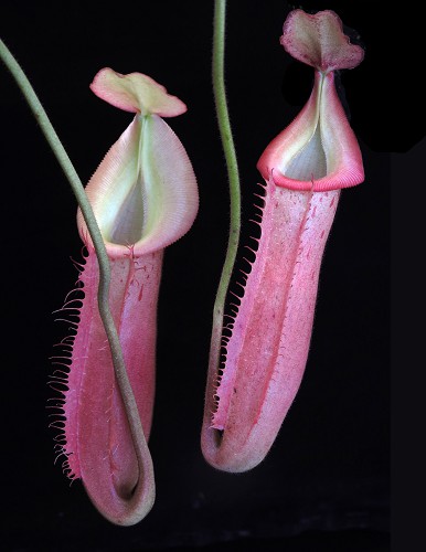 BE-4053a-representative-pitchers Nepenthes veitchii x (burbidgeae x edwardsiana) BE 4053