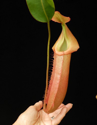 BE-4053b-representative-pitcher Nepenthes veitchii x (burbidgeae x edwardsiana) BE 4053