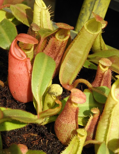 BE-4053g-juvenile-plants-showing-variations Nepenthes veitchii x (burbidgeae x edwardsiana) BE 4053