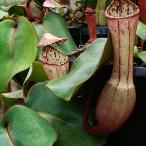 BE-4058a-cultivated-plant-300x300 Nepenthes clipeata BE 4058