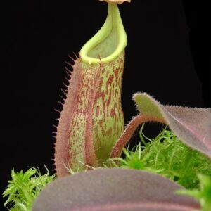 BE-4061a-juvenile-pitcher-of-one-form-300x300 Nepenthes veitchii x maxima BE 4061