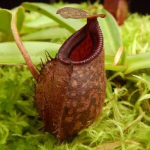 BE-4076a-representative-juvenile-pitcher-300x300 Nepenthes densiflora x aristolochioides BE 4076
