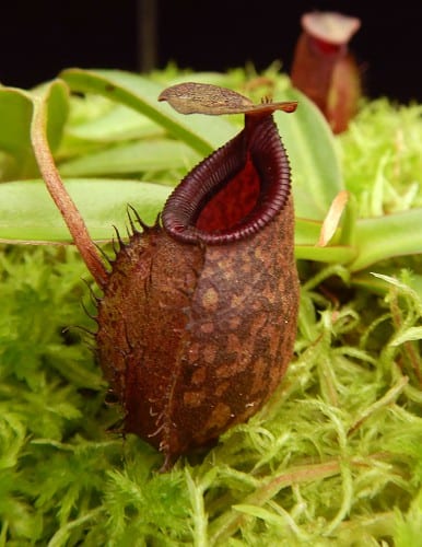 Nepenthes densiflora x aristolochioides BE 4076 – Bergen Water