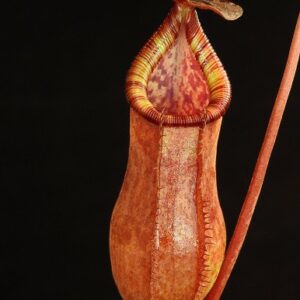 BE-4078a-representative-pitchers-300x300 Nepenthes petiolata x ( lowii x tentaculata) BE 4078