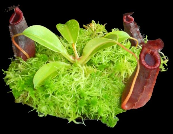 BE-4504c-juvenile-plant-of-one-clone-in-15-cm-6-pot-600x464 Nepenthes sibuyanensis x lowii BE 4504