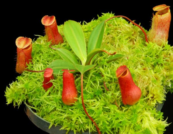 BE-4522e-juvenile-plant-of-one-clone-in-15cm-6-in-pot-600x464 Nepenthes ventricosa x attenboroughii BE 4522