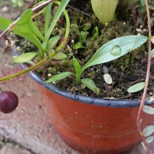 ZeroPLANET 生写真 Carnivorous Plants – Bergen Water Gardens, Lotus Paradise
