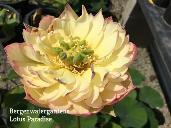 Brilliant-Sunset-Lotus-1a-600x450 Brilliant Sunset Lotus- One of excellent versicolor!!!!
