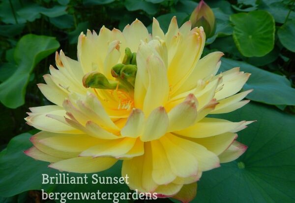Brilliant-Sunset-Lotus-600x412 Brilliant Sunset Lotus- One of excellent versicolor!!!!