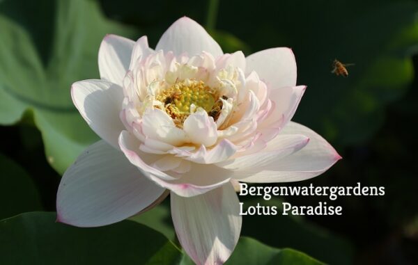 Buddhas-Seat-21b-600x381 Buddha's Seat Lotus - One of the Blooming Machine ( All ship in spring 2023)