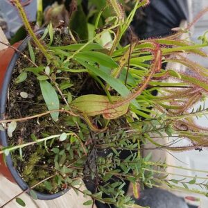 Bugout-3-300x300 Bugout™ Bugout-3-300x300 Bugout™