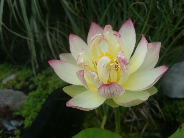 Butterfly-Love-2-600x450 Butterfly's Love Lotus - One of Best bowl lotus ! All shipping in spring, 2024