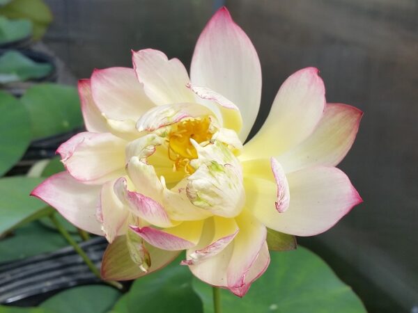 Butterfly-Love-3-600x450 Butterfly's Love Lotus - One of Best bowl lotus ! All shipping in spring, 2024