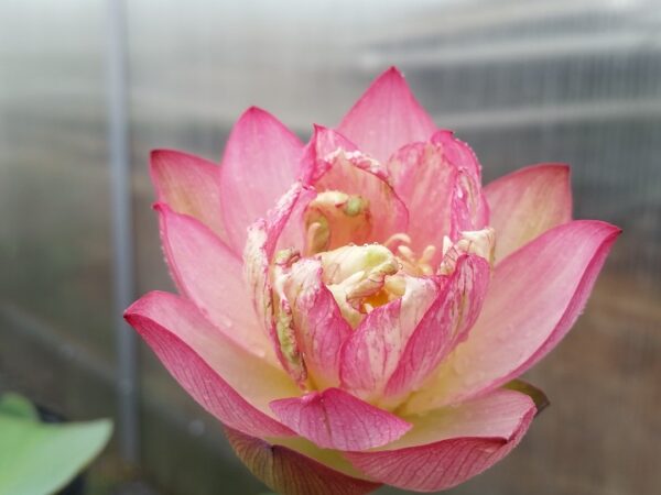 Butterfly-Love-600x450 Butterfly's Love Lotus - One of Best bowl lotus ! All shipping in spring, 2024