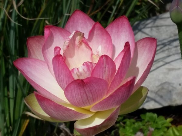 Butterflys-Love-1-600x450 Butterfly's Love Lotus - One of Best bowl lotus ! All shipping in spring, 2024
