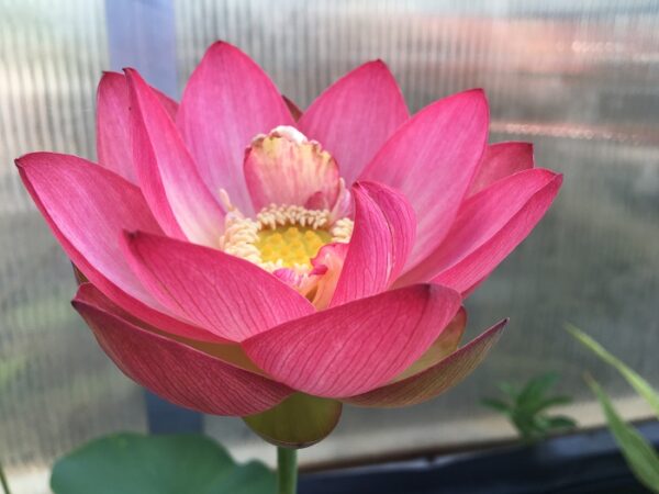 Butterflys-Love-19-600x450 Butterfly's Love Lotus - One of Best bowl lotus ! All shipping in spring, 2024