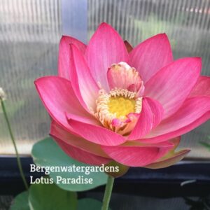 Butterflys-Love-a1-300x300 Butterfly's Love Lotus - One of Best bowl lotus ! All shipping in spring, 2024