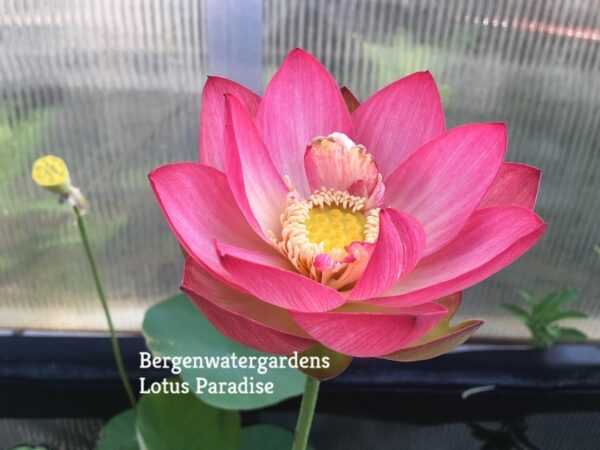 Butterflys-Love-a1-600x450 Butterfly's Love Lotus - One of Best bowl lotus ! All shipping in spring, 2024