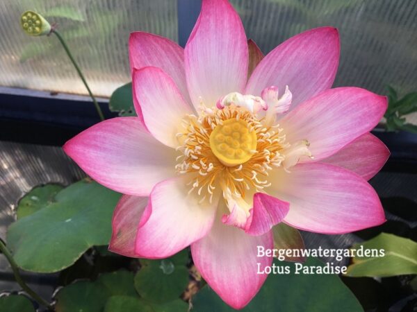 Butterflys-Love-ba1-600x450 Butterfly's Love Lotus - One of Best bowl lotus ! All shipping in spring, 2024