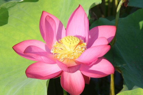 Chinese-Red-Beijing-1-600x400 Chinese Red Beijing Lotus - Deepest Red ( All ship in spring 2023)