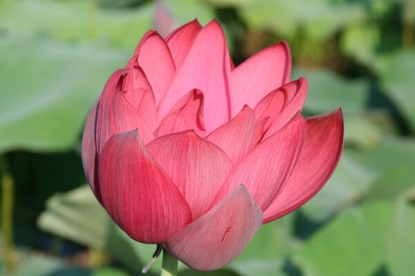 Chinese-Red-Beijing-2-600x400 Chinese Red Beijing Lotus - Deepest Red ( All ship in spring 2023)