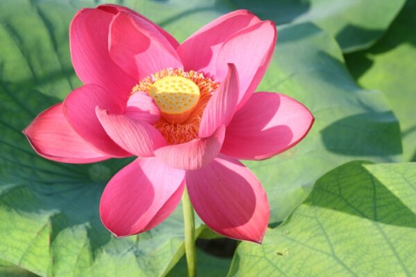 Chinese-Red-Beijing-4-600x400 Chinese Red Beijing Lotus - Deepest Red ( All ship in spring 2023)