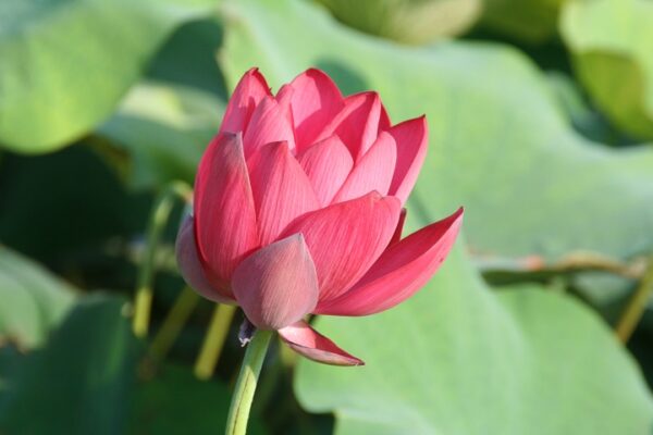 Chinese-Red-Beijing-5-600x400 Chinese Red Beijing Lotus - Deepest Red ( All ship in spring 2023)
