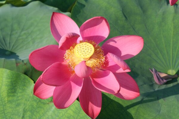 Chinese-Red-Beijing-600x400 Chinese Red Beijing Lotus - Deepest Red ( All ship in spring 2023)