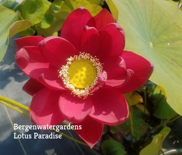Chinese-Red-Beijing-Lotus-E-600x511 Chinese Red Beijing Lotus - Deepest Red ( All ship in spring 2023)