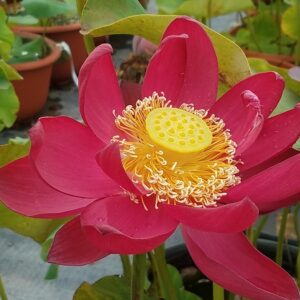 Chinese-Red-Beijing-Lotus-a-300x300 Chinese Red Beijing Lotus - Deepest Red ( All ship in spring 2023)
