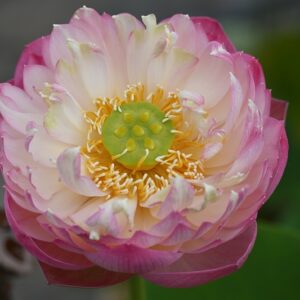 DSC_5092-300x300 16-Fairy Peach Lotus (One of Gorgeous Pink Lotus)
