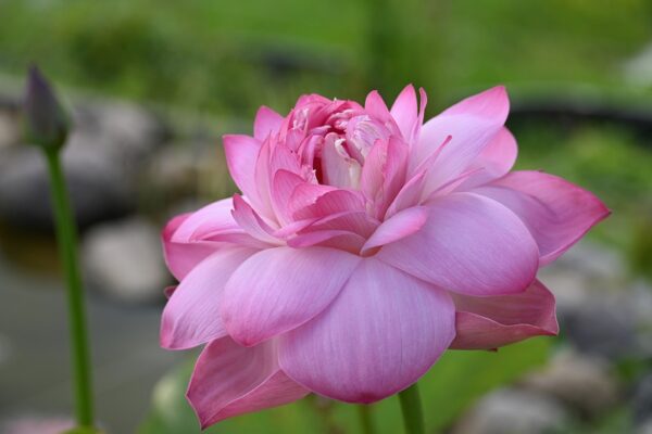 DSC_6910-a-600x400 New Flute Girl Lotus - One of BIGGEST pink color lotus ( shipping in spring 2025)
