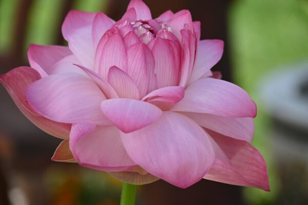 DSC_6915-a-600x400 New Flute Girl Lotus - One of BIGGEST pink color lotus ( shipping in spring 2025)